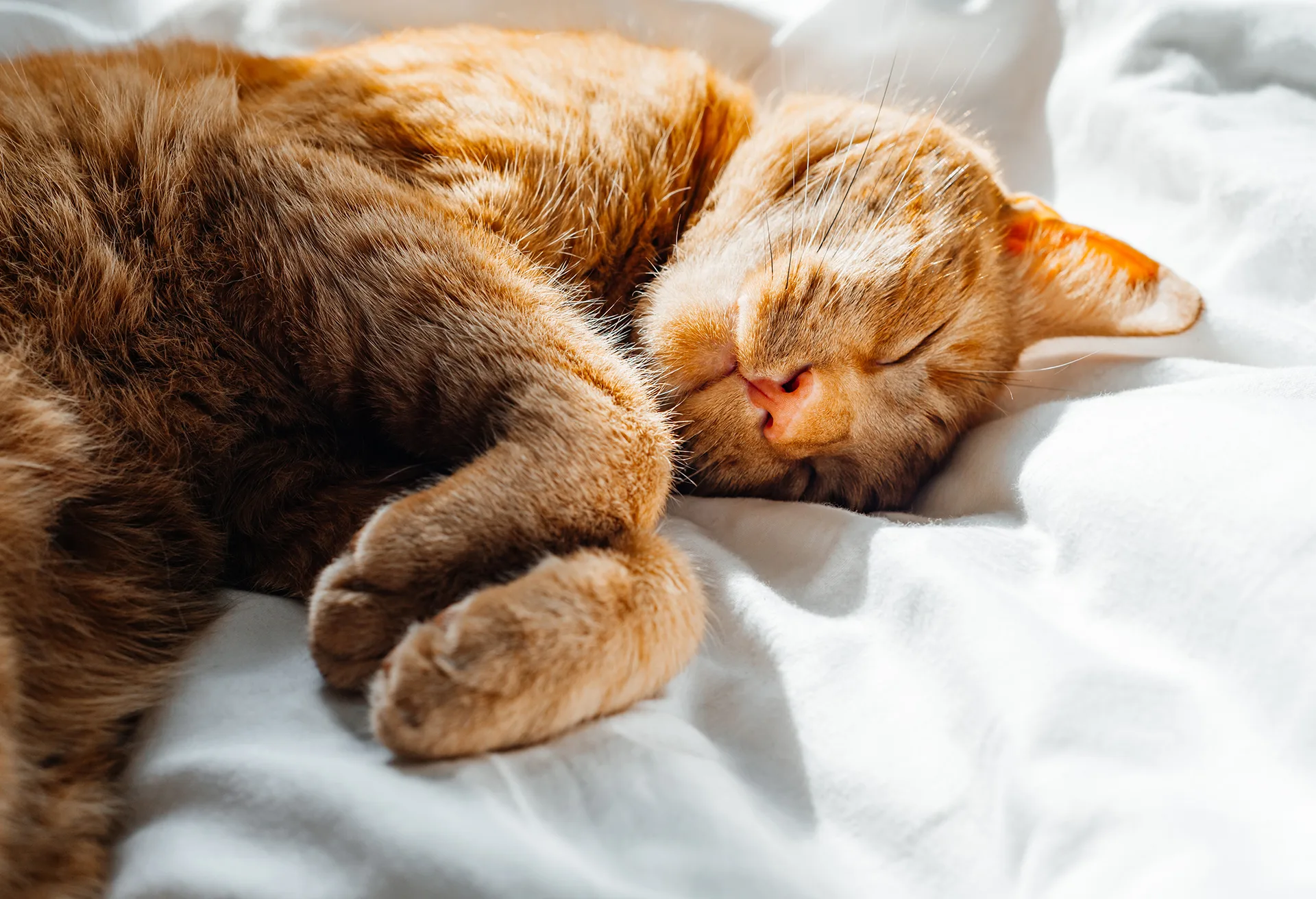 ぐっすり眠る猫