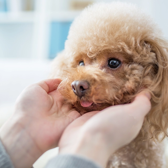 肌にトラブルがある犬