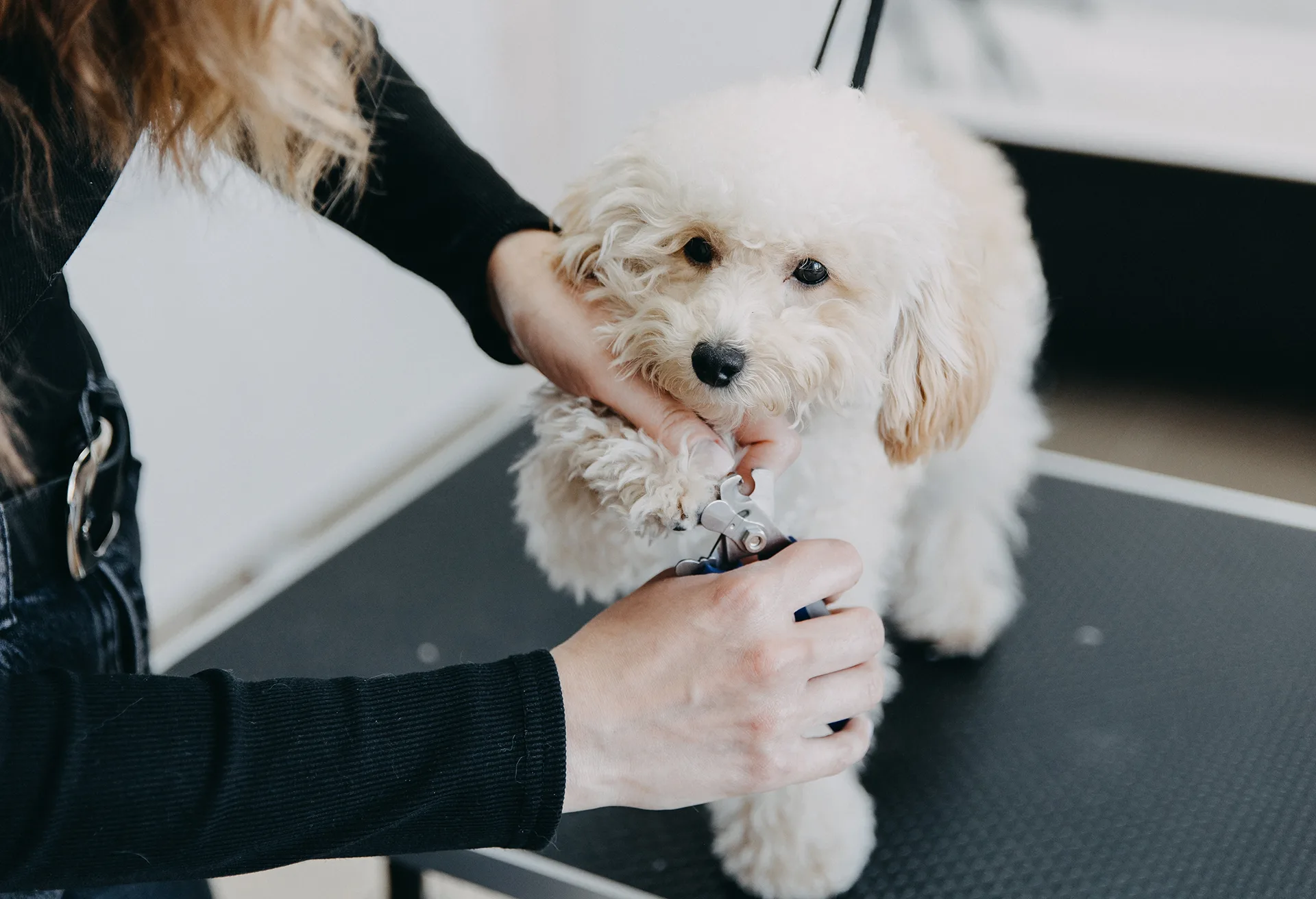 トリミング風景