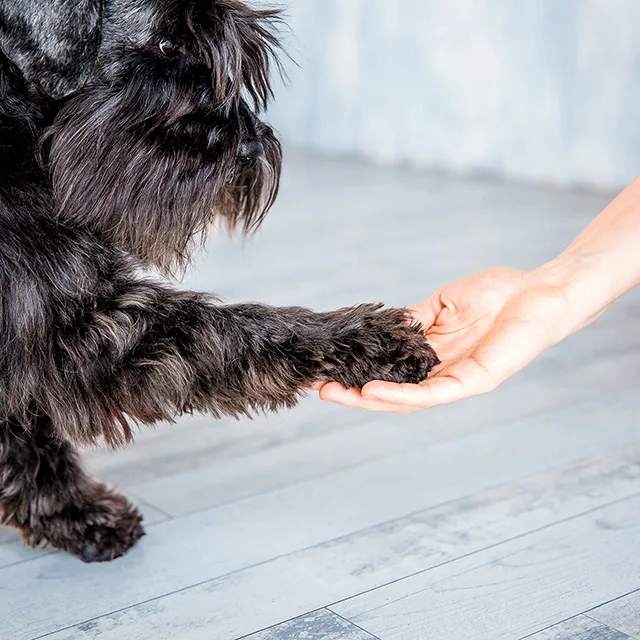 肌にトラブルがある犬