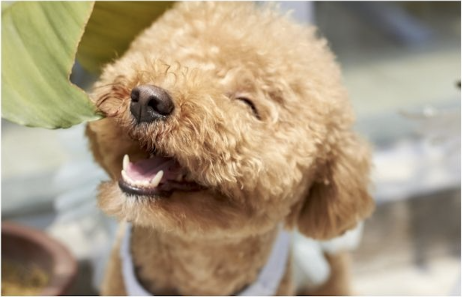 犬