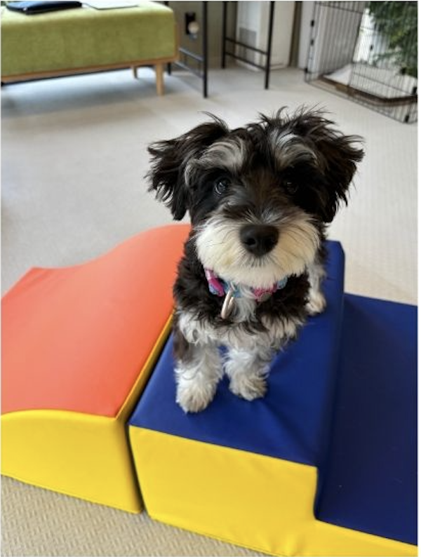 ドッグトレーニング